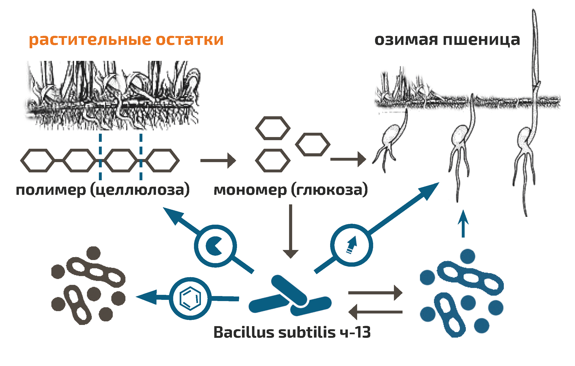 механизм действия