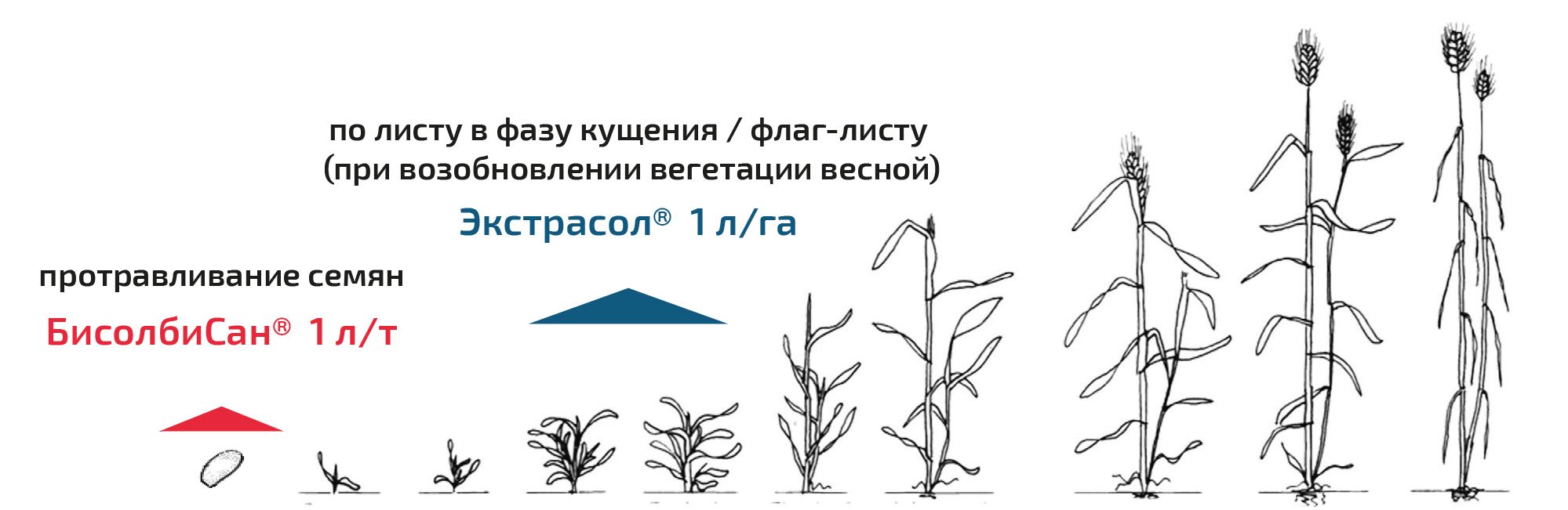 Зерновые колосовые 