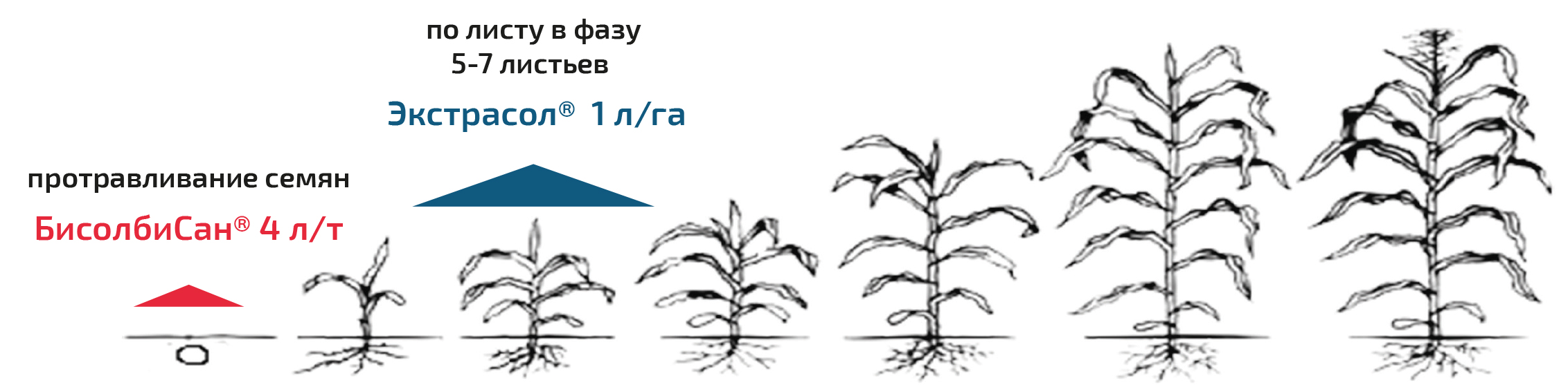 Кукуруза на зерно